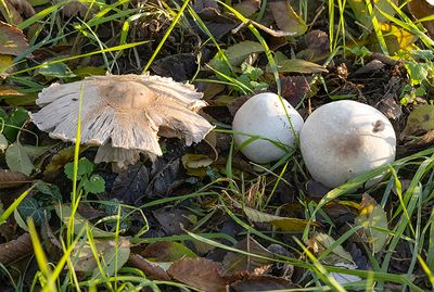 Agaricus moelleri