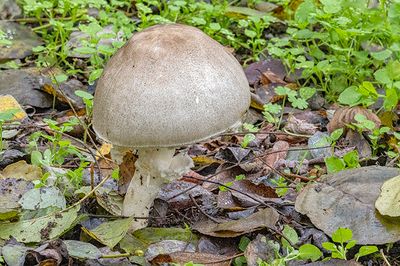 Agaricus bresadolanus