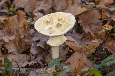 Amanita citrina