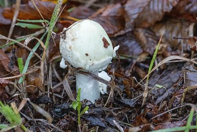 Amanita citrina