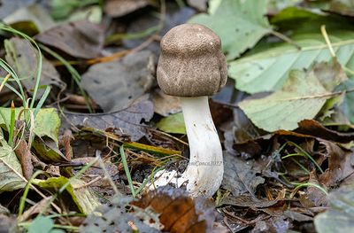 Agaricus moelleri