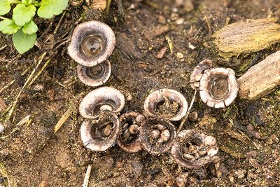 Cyathus olla