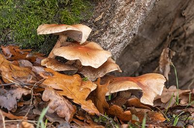 Hypholoma lateritium
