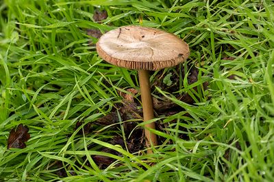 Ground mushroom