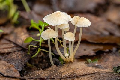 Mycena