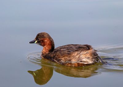 Little Grebe