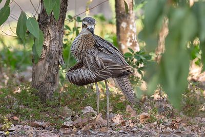 Bush Thick-knee