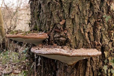 Ganoderma applanatum