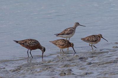 Short-billed Dowitcher (two below right))