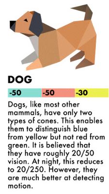 dog.jpg