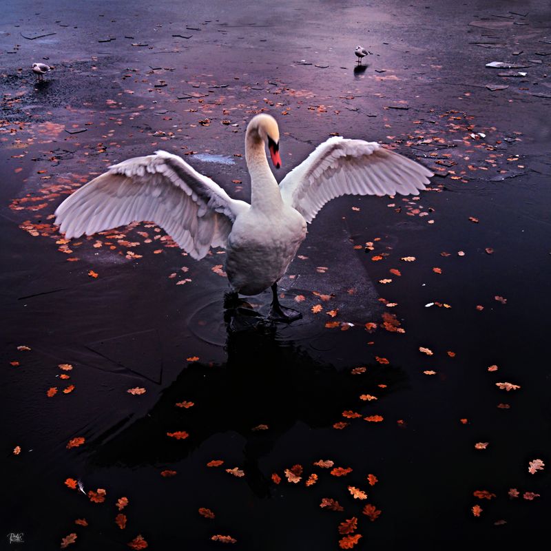 Swan Lake on Ice..jpg