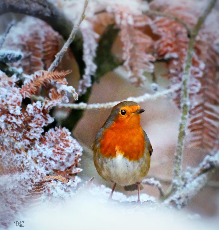 Christmas Robin.jpg
