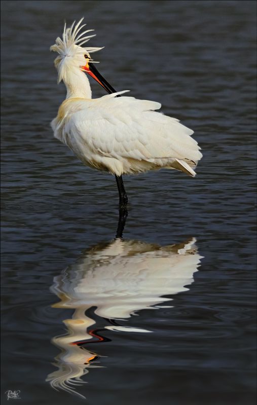 Bad Hair day for Spoonbill.jpg