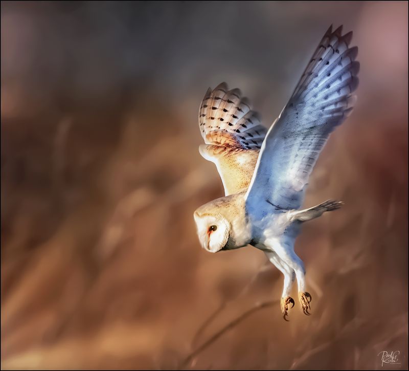 Barn Owl 2.jpg
