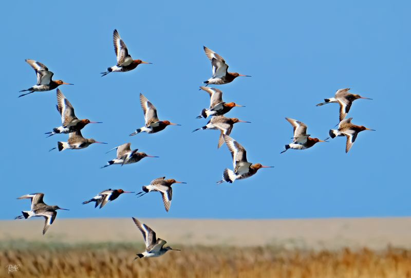 Marsh Harrier's around.jpg