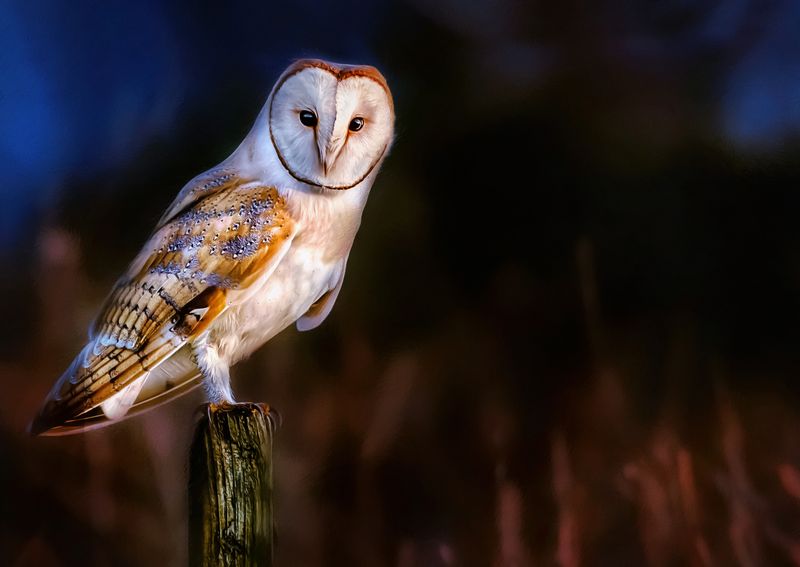 Barn Owl Countryside.jpg