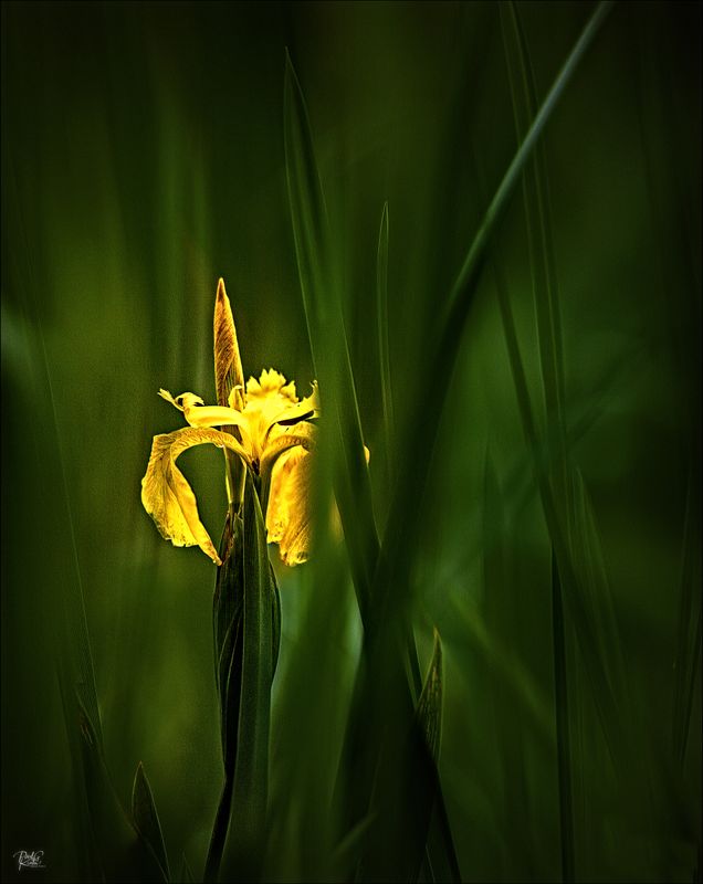 In the Marsh.jpg