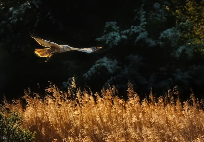 Marsh Harrier.jpg