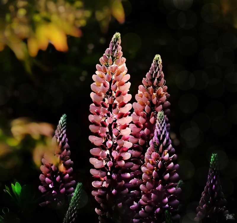 Wiveton Open Garden.jpg