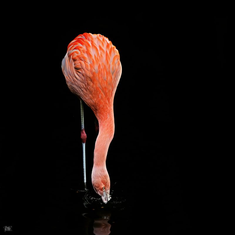 Flamingo.jpg