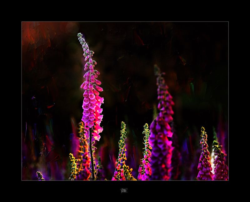 Foxgloves.jpg