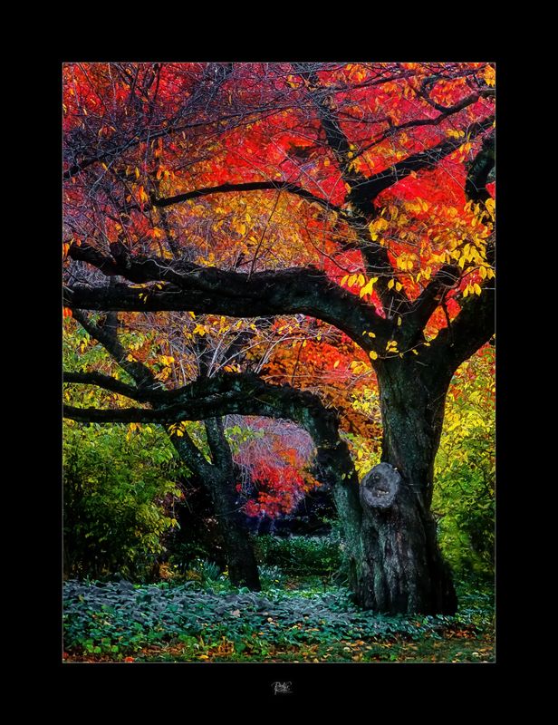 Tokyo Autumn Colours.jpg