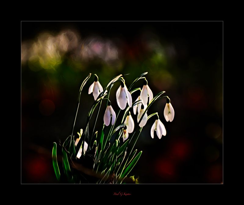 Snowdrops.jpg