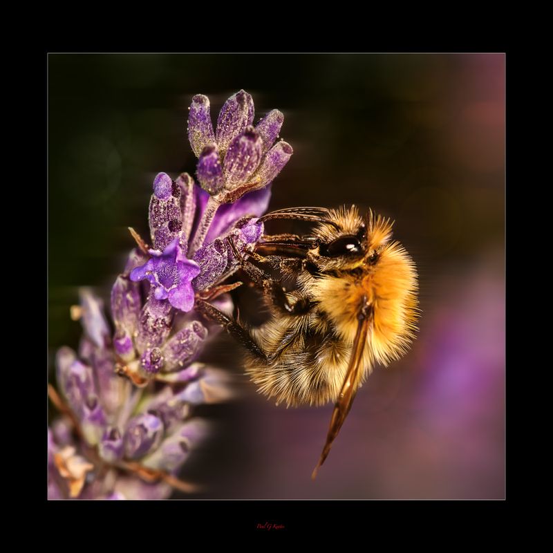 Busy Bee.jpg