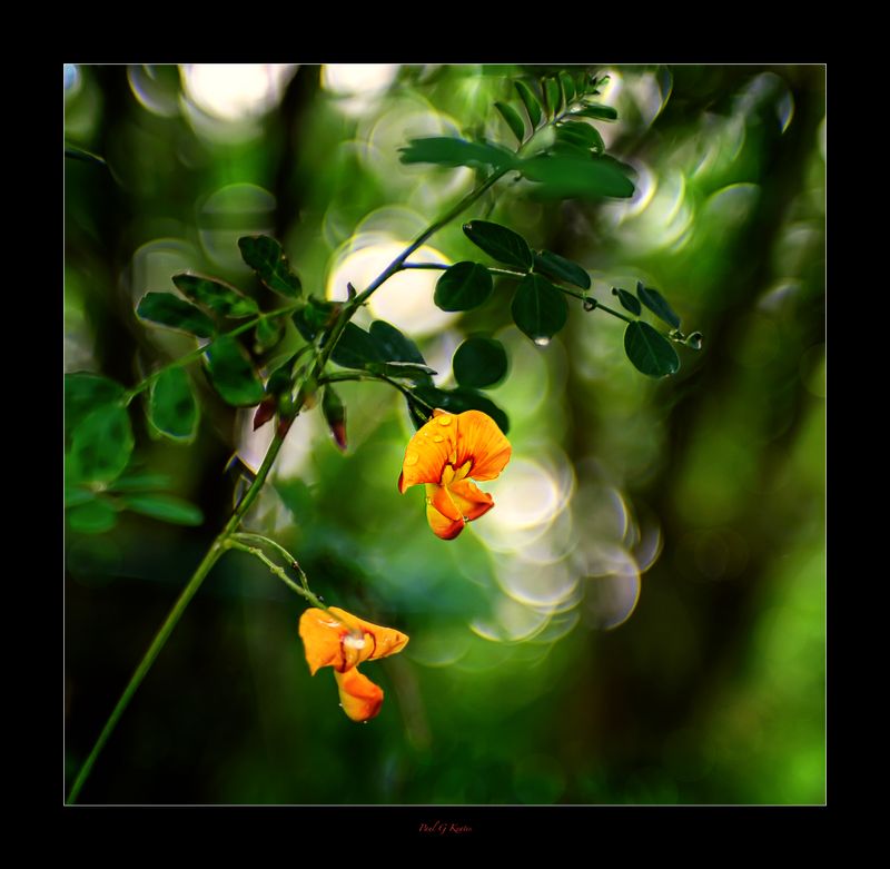 Vintage Lens Outing.jpg