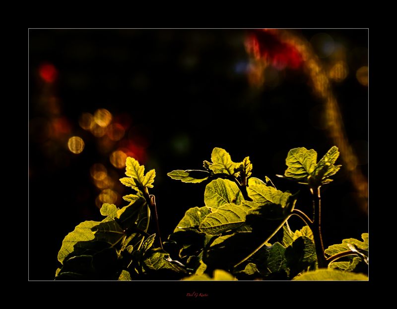 Evening Light .....jpg