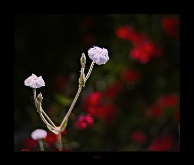 Taken with Antique Lens..jpg