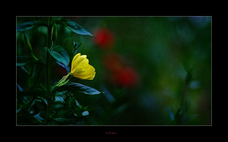 Vintage Lens Day.jpg