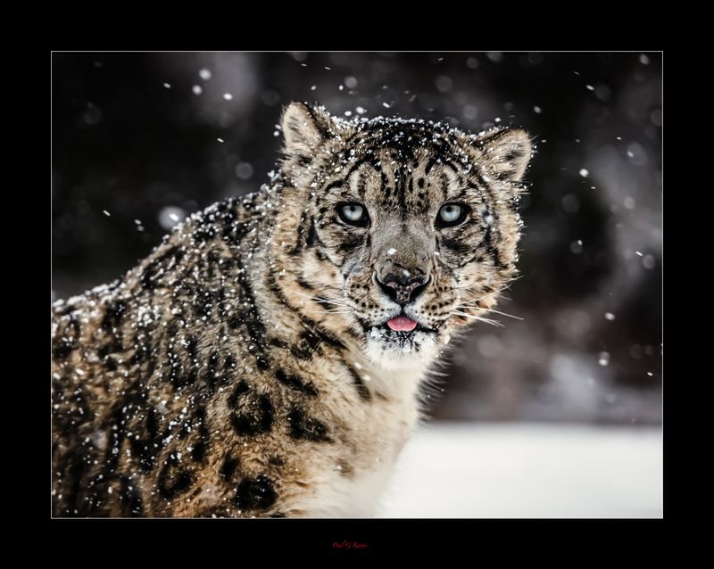 Cold and Hungry.jpg