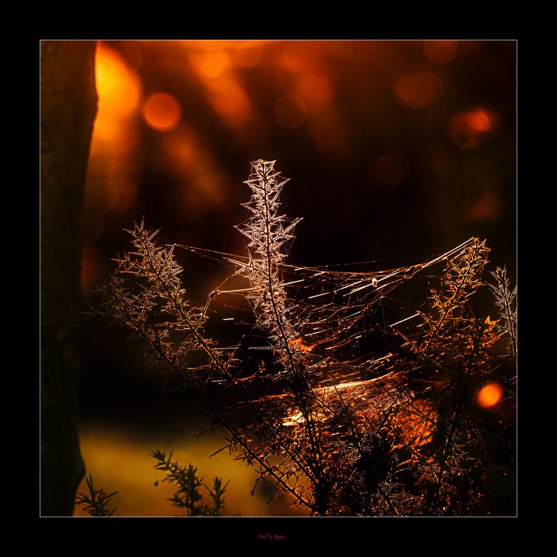 Last Light in the Woods Today .....jpg