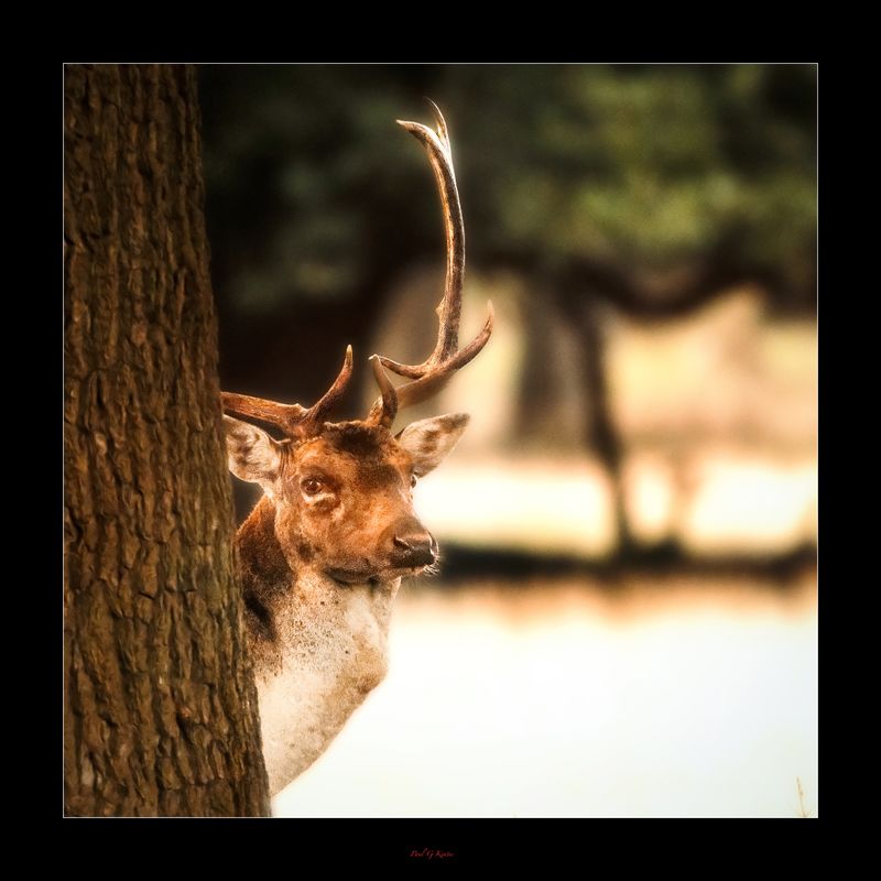 Holkham Deer.jpg