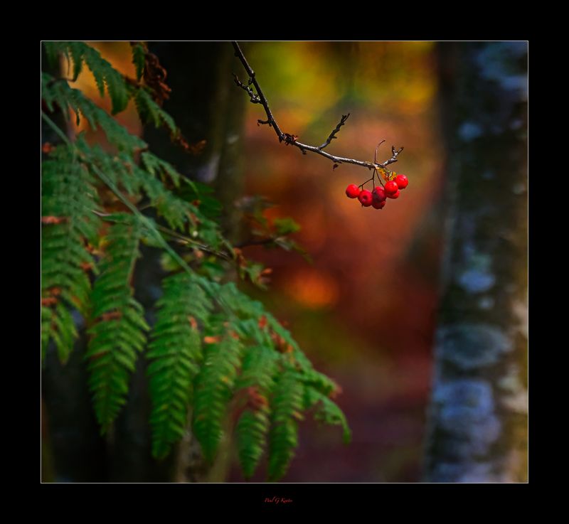 Simplicity in the Woods today .....jpg