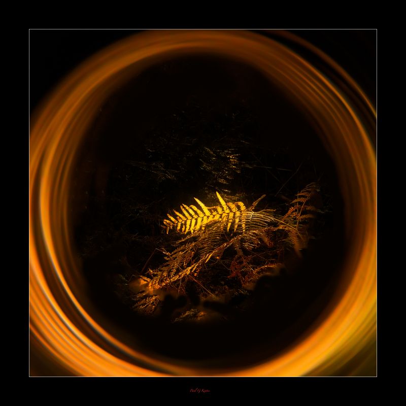 In the Woods yesterday ....jpg