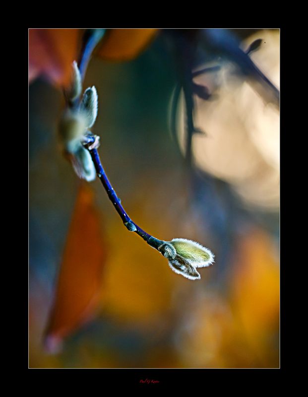 Bud.jpg