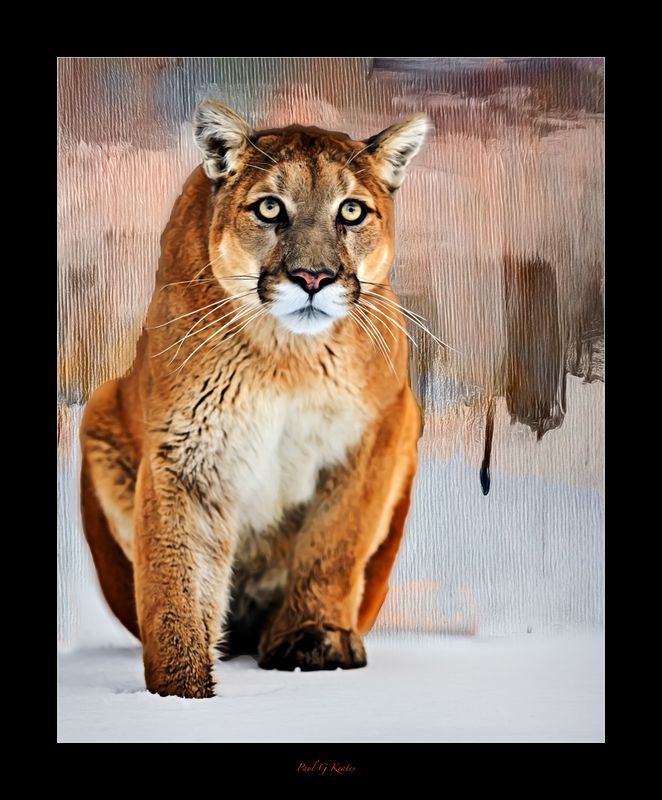 Neoteric Satorii .... .jpg