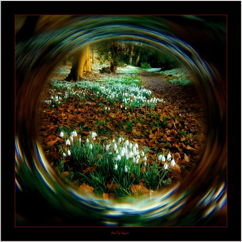 Walsingham Snowdrops .....jpg