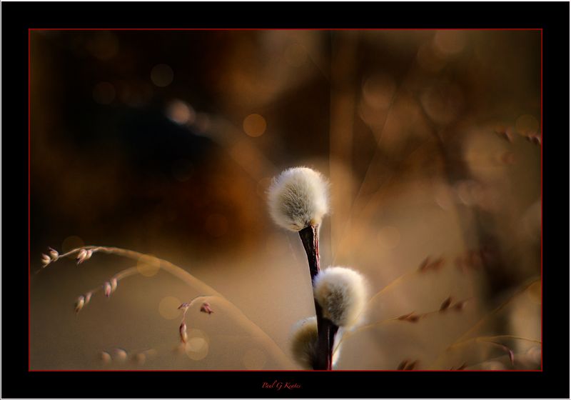 Vintage Lens Day .....jpg