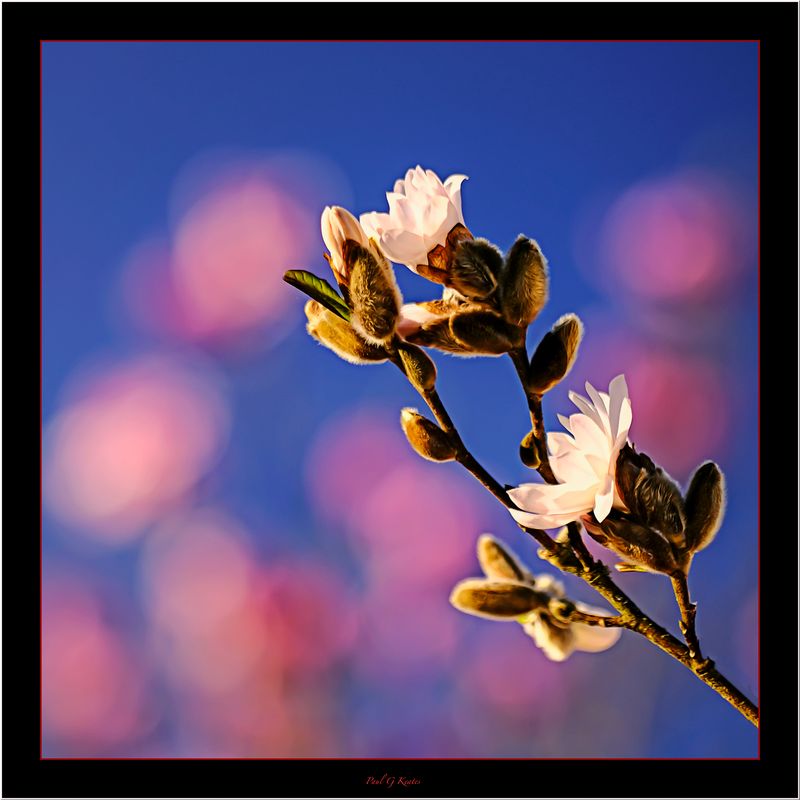 Joy Of Springtime.jpg