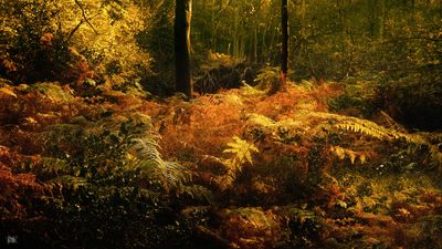 Deep in the Woods.jpg