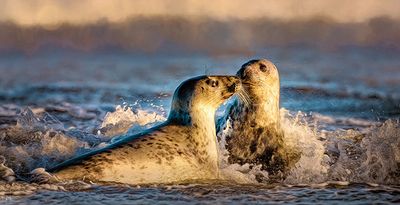 Seal Romance.jpg