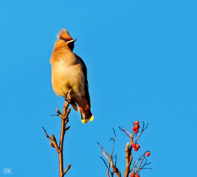 Waxwing.jpg