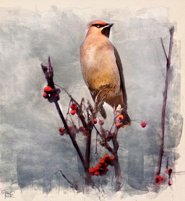 Artistic  Waxwing ....jpg