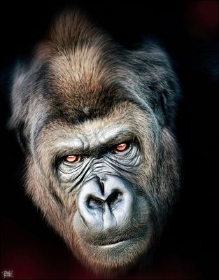 The Stare copy 12.jpg