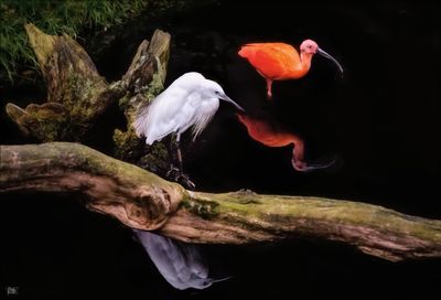 Pensthorpe Park.jpg