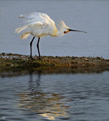 Today's Favourite at Cley.jpg
