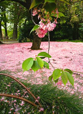 Sakura.jpg